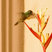 Amazilia Hummingbird